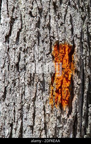 Ein orange gemaltes Rechteck erscheint in einer Nahaufnahme der strukturierten grauen Rinde eines Baumstamms. Die Markierung dient dazu, Wanderer auf eine Freizeit zu führen Stockfoto