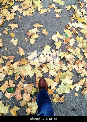 Nahaufnahme von gelben und trockenen Platanenbaumblättern und einem Fuß in braunen Schuhen. Stockfoto