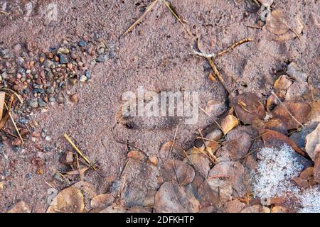 Sylvan Lake November 2020 Stockfoto