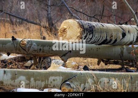 Sylvan Lake November 2020 Stockfoto