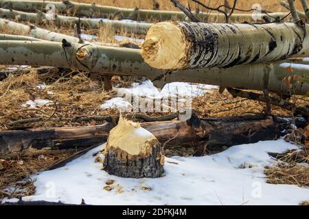 Sylvan Lake November 2020 Stockfoto
