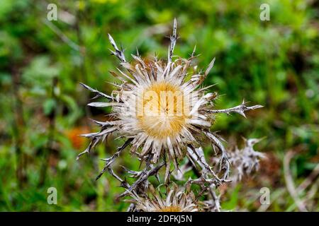 Silberdistel (Carlina acaulis) Stockfoto