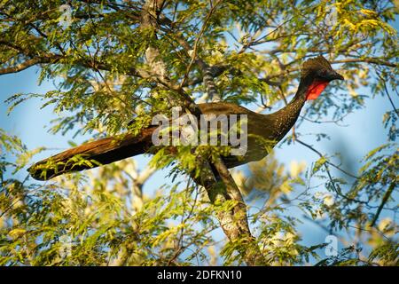 Crested guan - Penelope purpurascens schwarz crested Vogel, alte Gruppe von Vögeln von Cracidae, in den Neotropen gefunden, Tiefland Wälder aus Mexiko und Stockfoto