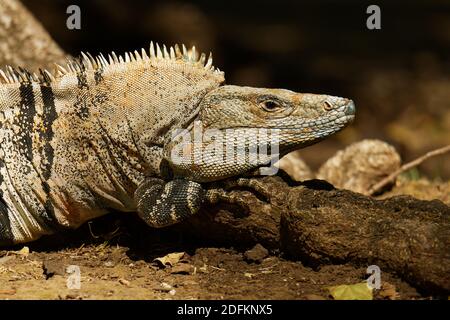 Ctenosaura similis, bekannt als schwarzer Stachelschwanziguan, schwarzer Leguan oder schwarzer Ctenosaurier, Eidechse aus Mexiko und Mittelamerika, eingeführt in die Stockfoto