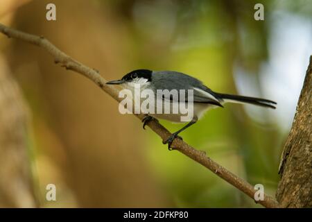 Black-capped Gnatcatcher - Polioptila nigriceps, Vogel ist blau-grau auf den oberen Teilen mit weißen Unterteilen, langen schlanken Schnabel und einem langen schwarzen Schwanz wi Stockfoto