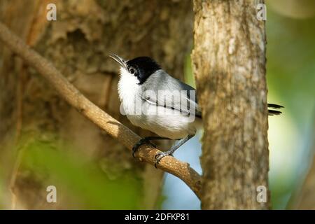 Black-capped Gnatcatcher - Polioptila nigriceps, Vogel ist blau-grau auf den oberen Teilen mit weißen Unterteilen, langen schlanken Schnabel und einem langen schwarzen Schwanz wi Stockfoto