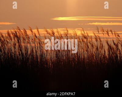 Velencer See, Velencei-tó, Welenzer See, Gespanschaft Fejér, Ungarn, Magyarország, Europa Stockfoto