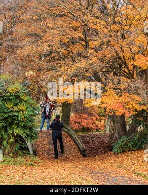 VANCOUVER, KANADA - 21. NOVEMBER 2020: Wunderschöne Bäume im Park farbenfrohe Herbstblätter. Stockfoto