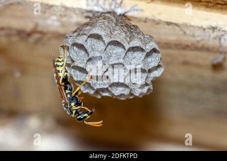 Haus-Feldsteppe (Polistes dominula) oder Gallische Feldsteppe Stockfoto