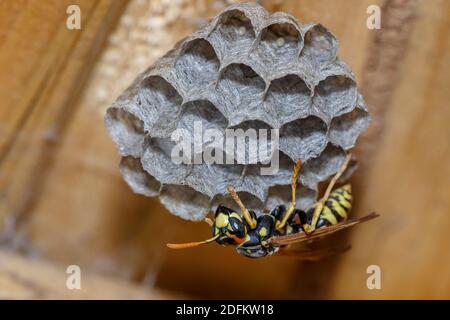 Haus-Feldsteppe (Polistes dominula) oder Gallische Feldsteppe Stockfoto