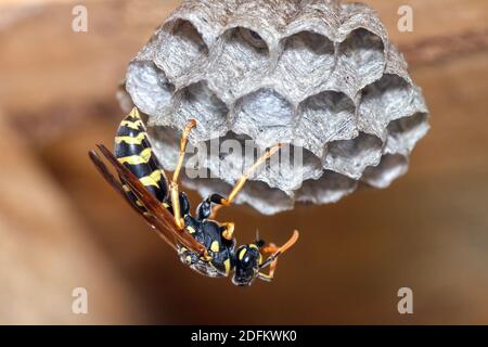 Haus-Feldsteppe (Polistes dominula) oder Gallische Feldsteppe Stockfoto