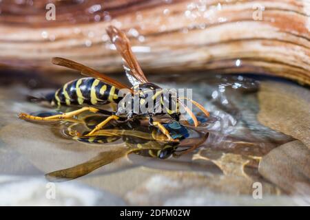 Haus-Feldsteppe (Polistes dominula) oder Gallische Feldsteppe holt Wasser Stockfoto