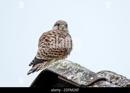 Turmfalke (Falco Tinnunculus) Flügger Jungvogel Stockfoto