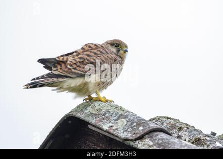 Turmfalke (Falco Tinnunculus) Flügger Jungvogel Stockfoto