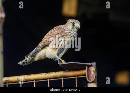 Turmfalke (Falco tinnunculus) Jungvogel nach dem Ausfliegen Stockfoto