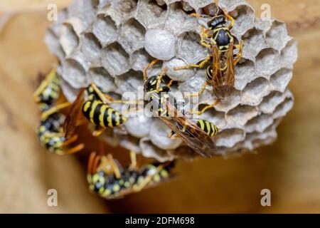 Haus-Feldsteppe (Polistes dominula) oder Gallische Feldsteppe Stockfoto
