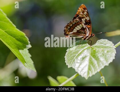 Lorquins Admiral auf Blatt, Seitenansicht Stockfoto