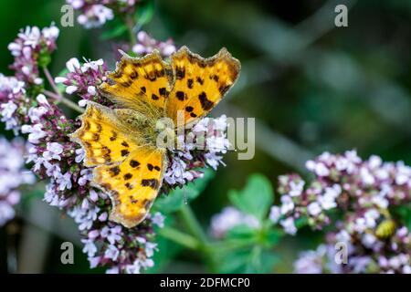 C-Falter (Polygonia c-Album) Stockfoto