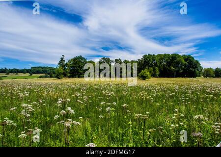 Schopflocher Moor, Hochmoorgebiet, Schwäbische Alb Stockfoto