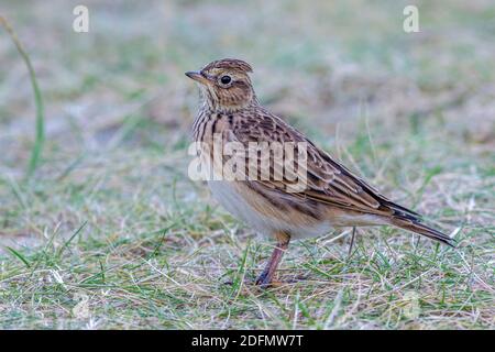 Feldlerche (Alauda Arvensis) Stockfoto