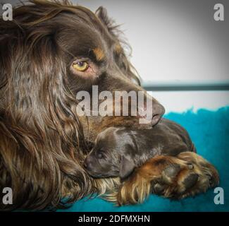 Nahaufnahme des braunen Spanielkopfes der Mutter mit neugeborenem Welpen zwischen ihren Pfoten. Stockfoto