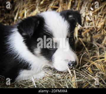 Junge schwarze und weiße Grenze Collie Welpen liegen im Stroh Stockfoto