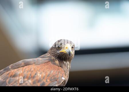 Der Falke gerades Gesicht Ausdruck des Auges Stockfoto