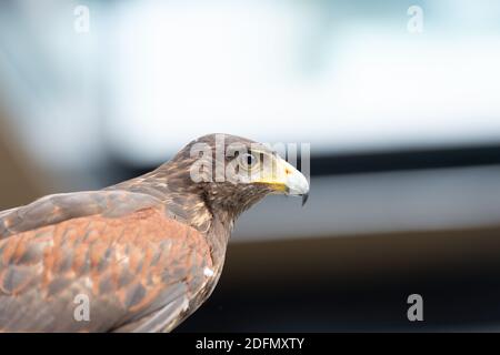 Der Falke gerades Gesicht Ausdruck des Auges Stockfoto