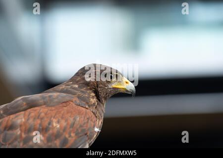 Der Falke gerades Gesicht Ausdruck des Auges Stockfoto