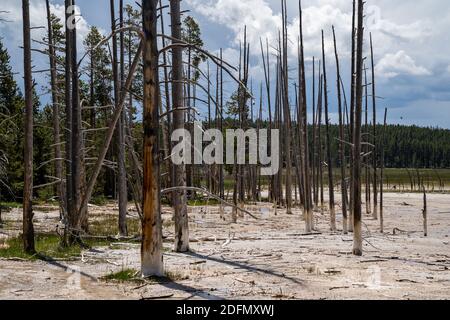 Wunderschöne versteinerte tote Bäume, die aus der heißen Quelle wachsen Thermalgebiet von Fountain Paint Töpfe im Yellowstone Nationalpark Stockfoto