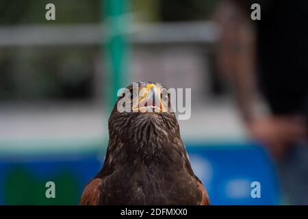 Der Falke gerades Gesicht Ausdruck des Auges Stockfoto