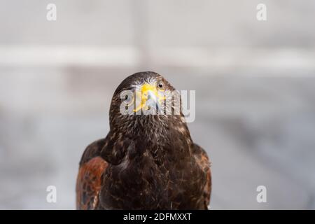 Der Falke gerades Gesicht Ausdruck des Auges Stockfoto