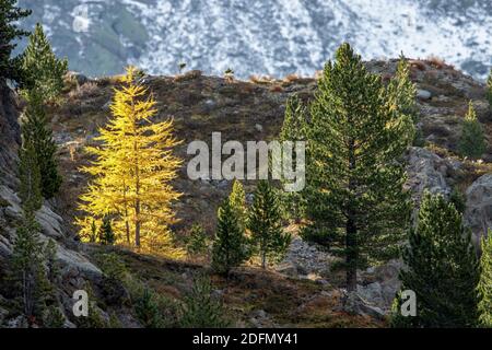 Ferner Garten, Landschaft im Kaunertal, Österreich Stockfoto