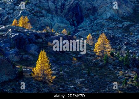 Ferner Garten, Landschaft im Kaunertal, Österreich Stockfoto