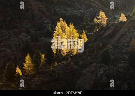 Ferner Garten, Landschaft im Kaunertal, Österreich Stockfoto