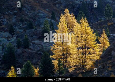 Ferner Garten, Landschaft im Kaunertal, Österreich Stockfoto