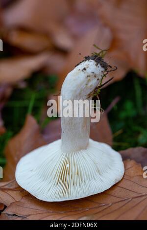 Kiemen und Stiel des Lactarius blennius Stockfoto