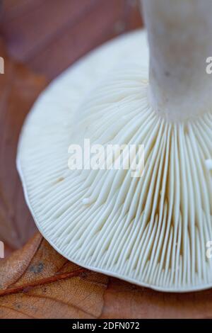 Kiemen des Lactarius blennius Stockfoto