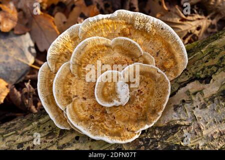 Daedaleopsis confragosa Stockfoto