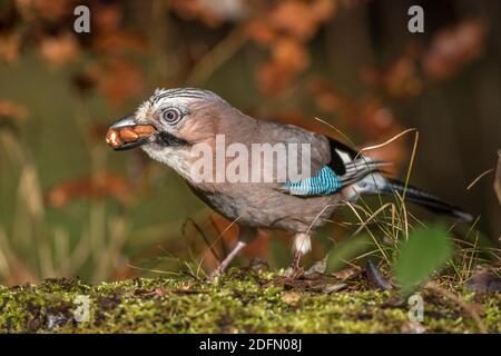 Eichelhäher (Garrulus glandarius) Stockfoto