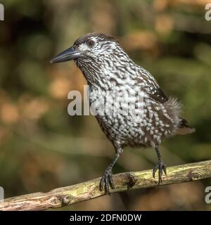 Tannenhäher (Nucifraga caryocatactes) Stockfoto