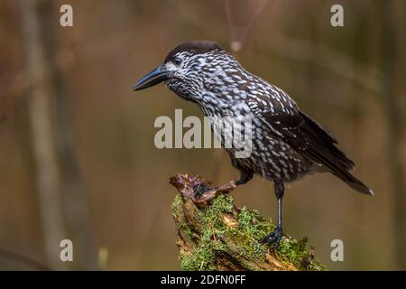 Tannenhäher (Nucifraga caryocatactes) Stockfoto