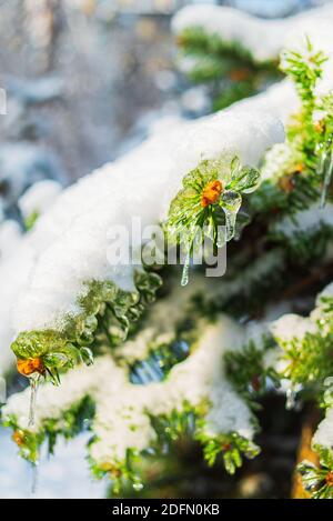 Tannenzweige sind mit glitzerndem Schnee und Eis bedeckt. Glänzende Eiszapfen auf einer Fichte. Kalter frostiger Morgen im Winterwald. Eisige Schneeszenen. Stockfoto