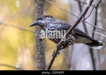 Tannenhäher (Nucifraga caryocatactes) Stockfoto