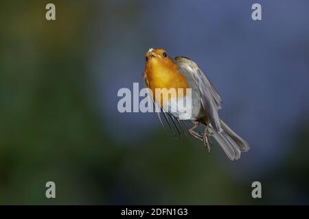 Rotkehlchen (Erithacus Rubecula) fliegt eine Kokosnuss Stockfoto