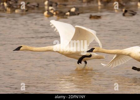 Der Tundra-Schwan (Cygnus columbianus) nimmt am McFadden Marsh, William Finley National Wildlife Refuge, Oregon, ab Stockfoto