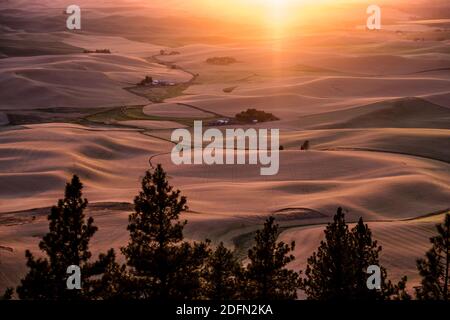 Blick auf Palouse Wheatfields vom Gipfel des Kamiak Butte, nahe Pullman, Washington, USA Stockfoto