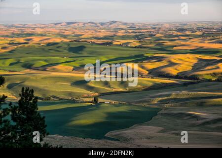 Blick auf Palouse Wheatfields vom Gipfel des Kamiak Butte, nahe Pullman, Washington, USA Stockfoto