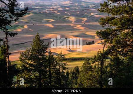 Blick auf Palouse Wheatfields vom Gipfel des Kamiak Butte, nahe Pullman, Washington, USA Stockfoto