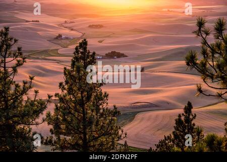 Blick auf Palouse Wheatfields vom Gipfel des Kamiak Butte, nahe Pullman, Washington, USA Stockfoto